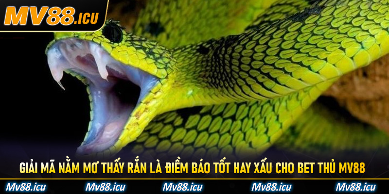 Giải mã nằm mơ thấy rắn là điềm báo tốt hay xấu cho bet thủ Mv88 hiểu rõ hơn
