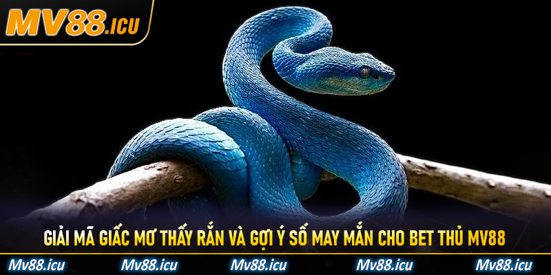 Giải mã giấc mơ thấy rắn và gợi ý số may mắn cho bet thủ Mv88