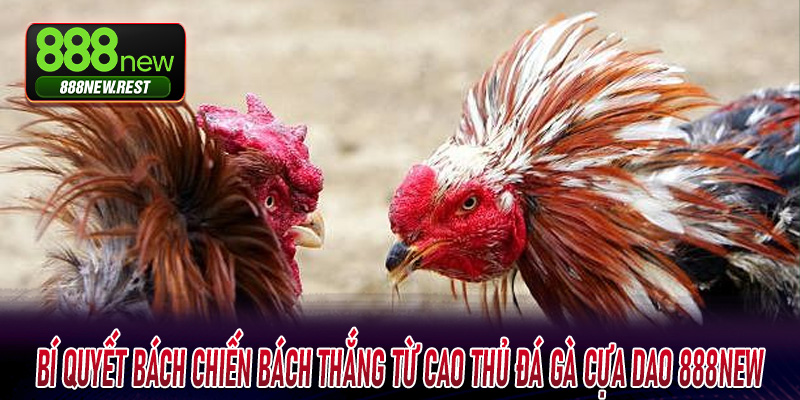 Bí quyết bách chiến bách thắng từ cao thủ đá gà cựa dao 888new