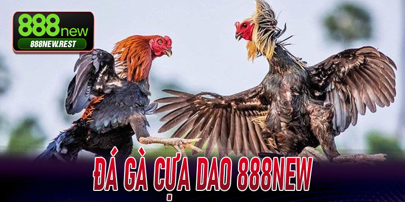Đá Gà Cựa Dao 888New