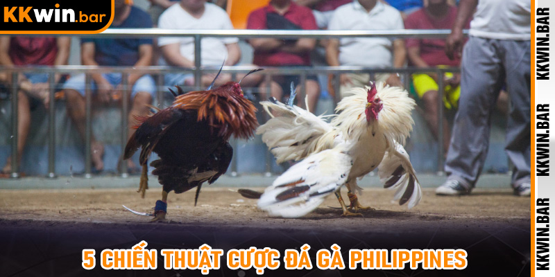 5 Chiến Thuật Cược Đá Gà Philippines Tại KKWIN Giúp Bạn Thắng Lớn Liên Tục
