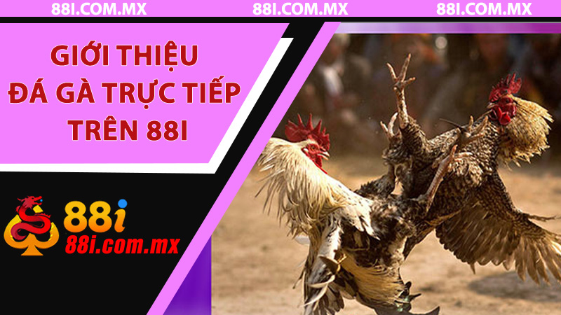 Giới thiệu Đá Gà Trực Tiếp trên 88i