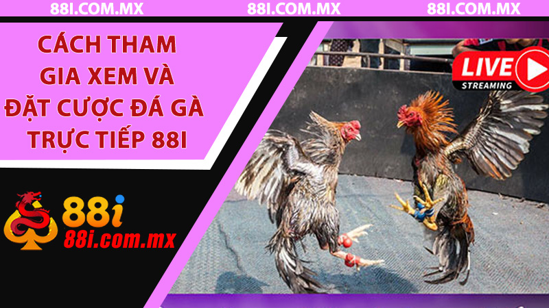 Cách tham gia xem và đặt cược Đá Gà Trực Tiếp 88i