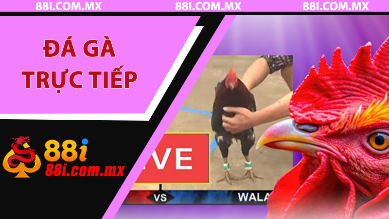 Đá Gà Trực Tiếp 88i - Sân Chơi Giải Trí Đỉnh Cao Cho Người Đam Mê
